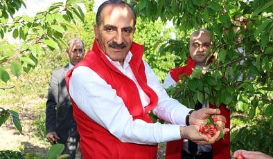 Milyonlarca kiraz ağacı ihracat rekoru kırmak için 1 hafta önceden meyvelerini verdi